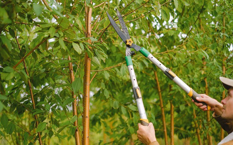 Tree trimming in Hughes, AK