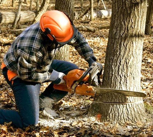 Tree Removal in Hughes, AK